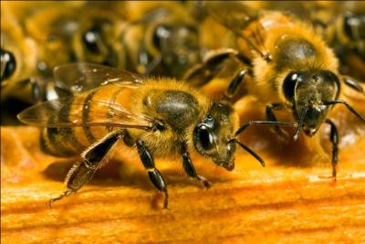 Comment se nomme l'élevage des abeilles ?