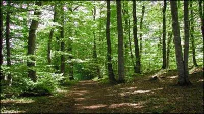 Et celui de la culture de la forêt ?