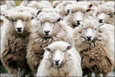 Quel est le nom de l'élevage des moutons ?
