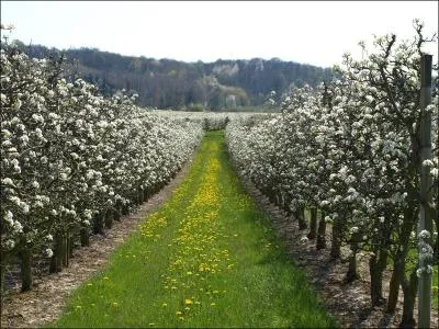Comment nomme-t-on la culture des arbres fruitiers qui portent des fruits à pépins, tel que le poirier ?