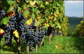Quel est le nom de la culture de la vigne ?