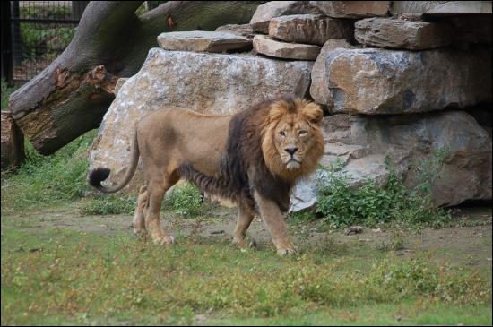 Regardez bien ce lion, dans son habitat d'origine ils ne sont plus qu'environ 300 !