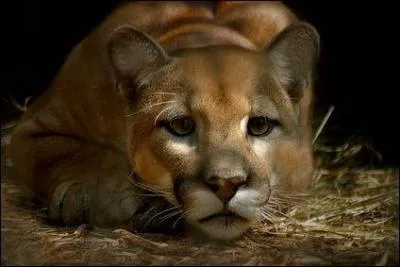 Dans une certaine région du monde, ce félin change de nom et on le surnomme panthère !