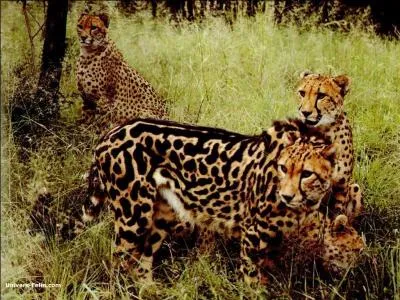 Il peut arriver que ce félin ait une robe différente des autres, dans ce cas on le surnomme "royal", dans quel pays pouvez-vous l'apercevoir !