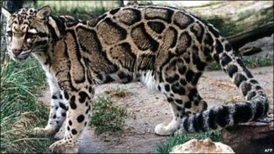 J'espère que la réponse ne vous semblera pas trop nébuleuse, dans quel pays pouvez-vous voir ce félin ?