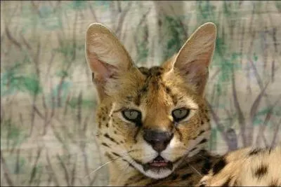 Chasseur hors-pair, capable de bonds impressionnants, vous avez certainement reconnu ce félin ...