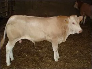 Quel est ce jeune bovin mâle non castré ?