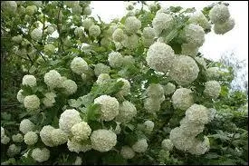 Quel est le nom de l'arbuste sur lequel fleurissent les "boules de neige" ?