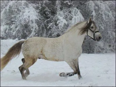 Quelle est la robe qui a le m&ecirc;me nom qu'un pr&eacute;nom de fille ?