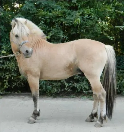 Quelle robe les Fjords ont-ils le plus souvent ?