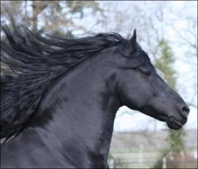 La robe des Frisons est toujours :