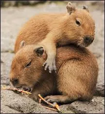 Quel est l'autre nom du cabiai ?