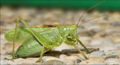 Quel est cet insecte ?