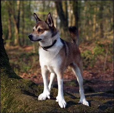 Et celui-là, c'est ..