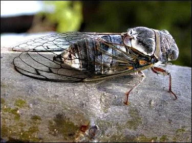 Et cet insecte est une