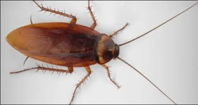 Quel est cet insecte ?