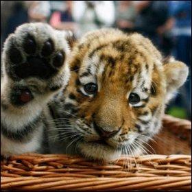 Comment s'appelle le petit du tigre ?