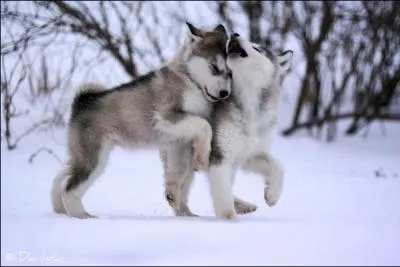 Que signifie les hurlements à la lune chez les loups ?