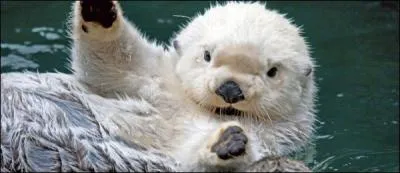 Combien de bébés une mygale peut-elle avoir ?