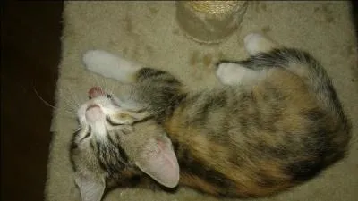 Jusqu'à combien d'années un chat peut-il vivre ?