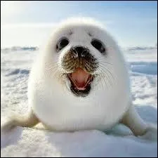 Le phoque a-t-il des poils ?