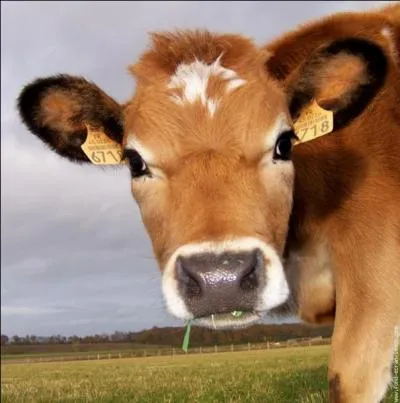 Pourquoi agrafe-t-on une étiquette à chaque oreille des vaches ?