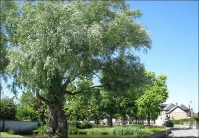 La toute première fois, de l'écorce de quel arbre, l'aspirine a-t-elle été isolée ?