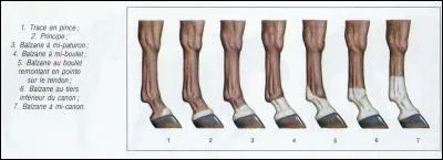 Quel est le nom de la balzane 2 ?