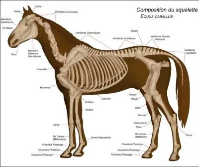 Combien de cervicales le cheval a-t-il ?