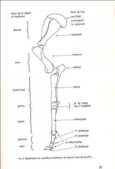 Quelle est la 1ère phalange ?
