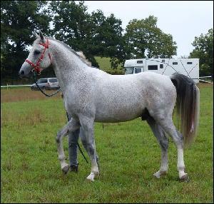 Quiz Chevaux