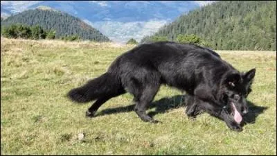 Quel est le nom du chien défendeur ?