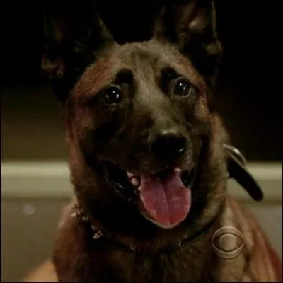De quelle série vient ce chien ?