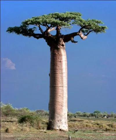 Quel est cet arbre originaire de Madagascar ?