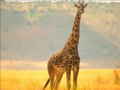 Quelle taille fait la girafe adulte ?