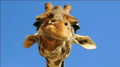 Combien de vertèbres cervicales la girafe a-t-elle ?