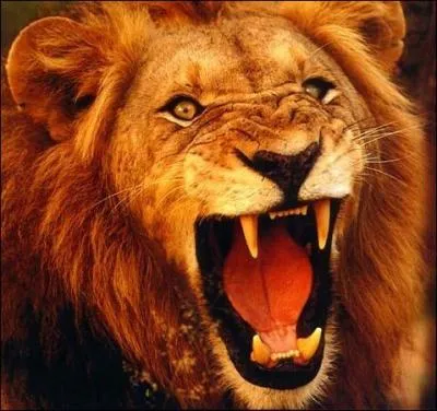 Quand le lion rugit, son cri peut s'entendre à...