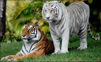 Pourquoi lions et tigres peuvent-ils se reproduire ensemble ?