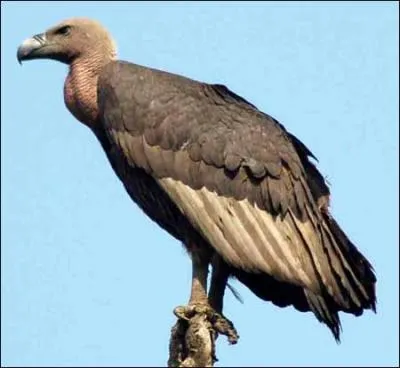 Où niche le vautour ?