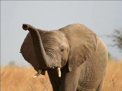 Combien de kilos de nourriture l'éléphant d'Afrique avale-t-il chaque jour ?