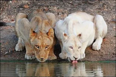 Pourquoi les lions blancs ne pourraient-ils pas survivre dans la nature sauvage ?