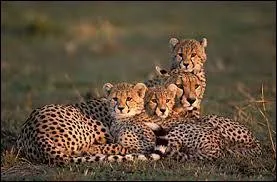 Quels bébés animaux sont représentés sur la photo ?