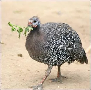 Comment s'exprime la pintade ?