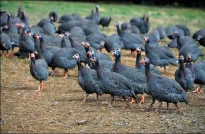 Comment se nomme l'élevage des pintades ?