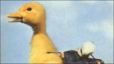 Comment se nomme ce célèbre canard ?