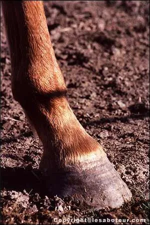 Quels sont les trois rôles du pied ?