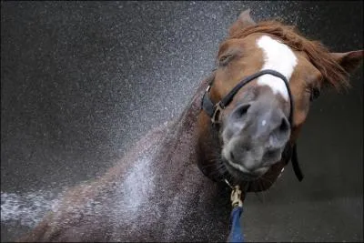 Doucher le corps de sa monture permet de...