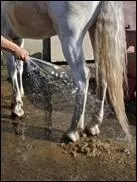 Que doit-on faire après avoir douché les membres de son cheval ?
