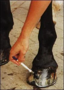 Combien de fois graisse-t-on les pieds ?