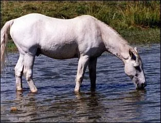 Que veut dire "couper l'eau" ?